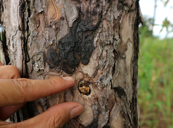Hàng trăm cây thông tại Lâm Đồng lại bị đầu độc tinh vi - Ảnh 1.