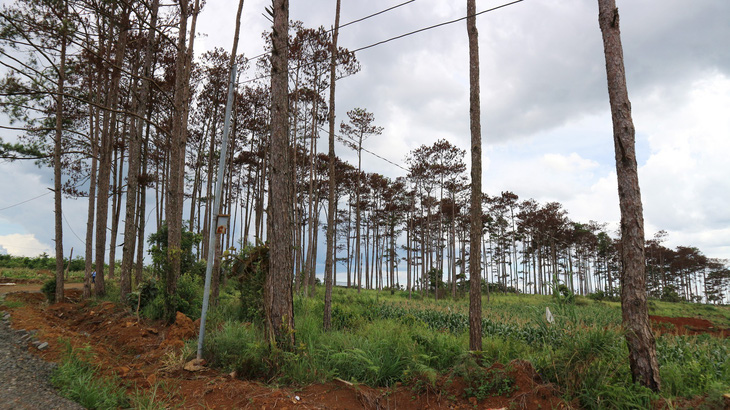 Hàng trăm cây thông tại Lâm Đồng lại bị đầu độc tinh vi - Ảnh 3.