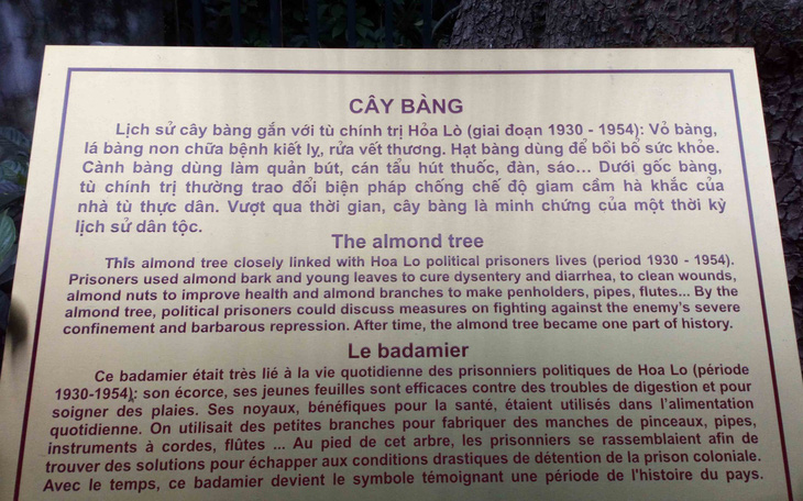 cây bàng