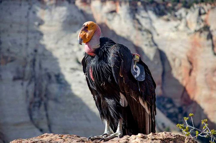 Loài chim lớn nhất Bắc Mỹ có lúc chỉ còn 22 con hồi sinh kỳ diệu - Ảnh 1.