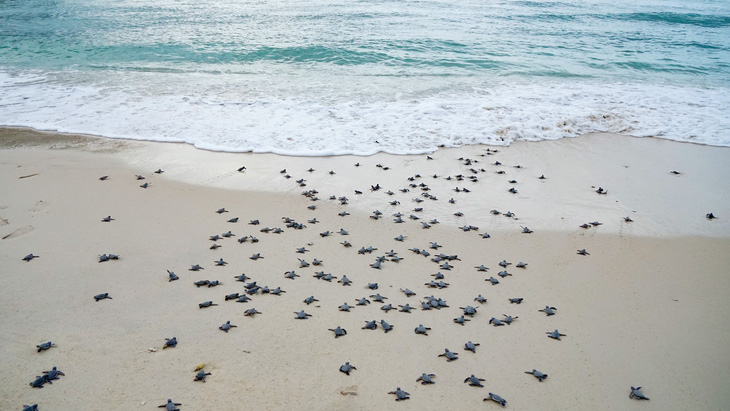 Xúc động ngày tình nguyện đỡ đẻ cho rùa biển Côn Đảo - Ảnh 1.
