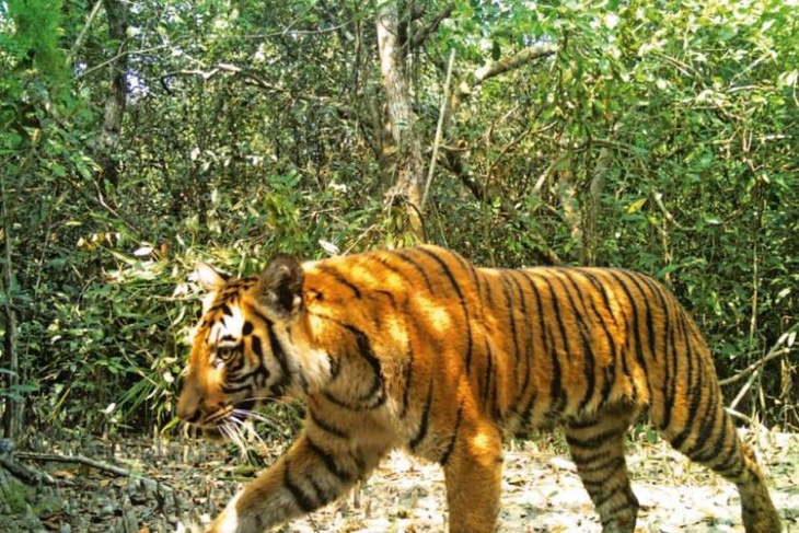 Bangladesh lo tìm chồng cho hổ Bengal - Ảnh 1.