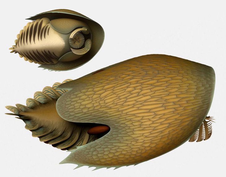 Phát hiện hàng trăm hóa thạch sinh vật biển có đầu như tàu vũ trụ - Ảnh 2.