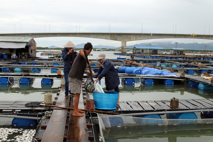 Hai ba năm qua sống khỏe, cá bè Long Sơn lại bất ngờ chết hàng loạt - Ảnh 2.