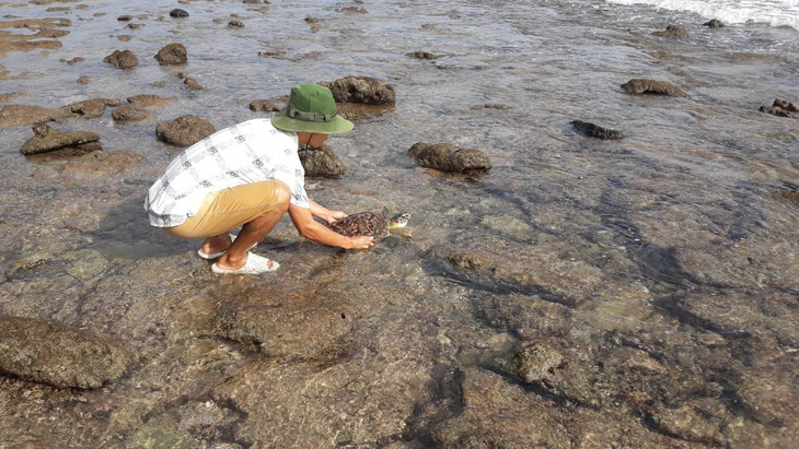 Cứu rùa biển quý hiếm khỏi lưới nhựa ở Côn Đảo - Ảnh 1.
