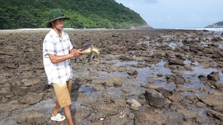 Cứu rùa biển quý hiếm khỏi lưới nhựa ở Côn Đảo - Ảnh 3.