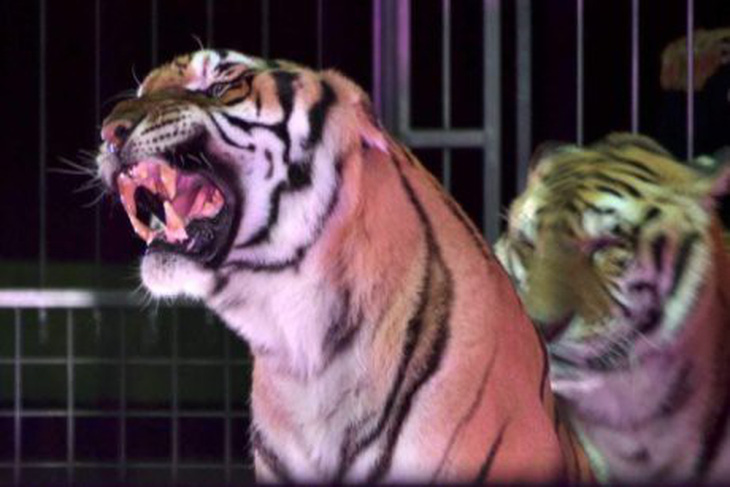 4 con hổ giết chết người huấn luyện hổ hàng đầu thế giới - Ảnh 2.
