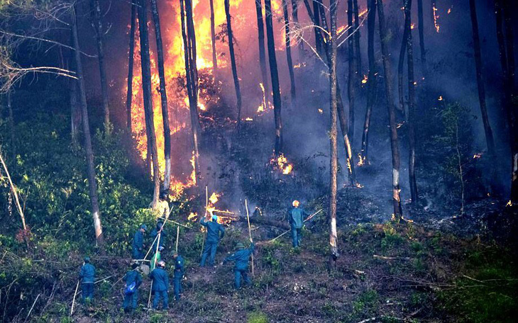 Ngăn cháy rừng từ chính sách lâm nghiệp - Ảnh 3.