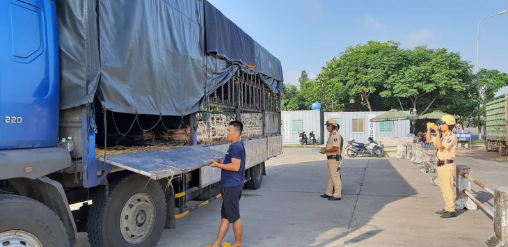 Xe chở heo vi phạm lọt qua 6 tỉnh, bị chặn đứng ở cửa ngõ Sài Gòn - Ảnh 1.