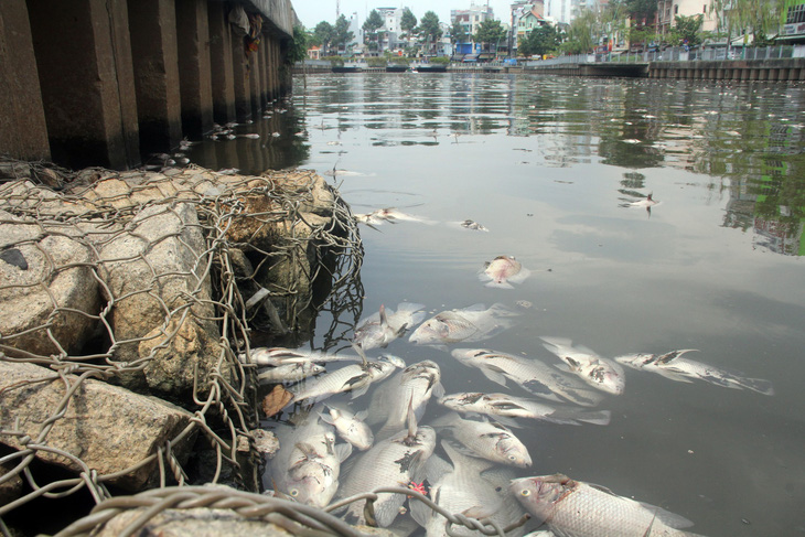 30 tỉ đồng nạo vét kênh Nhiêu Lộc - Thị Nghè ngăn cá chết - Ảnh 1.