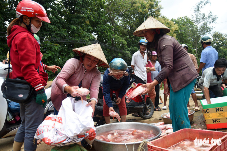 Cá lồng bè chết, trôi sông hàng ngàn tấn, ngư dân bán như cho đầy đường - Ảnh 2.