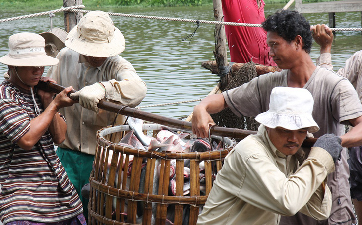 Người nuôi cá tra cũng hóng tỉ giá và thương chiến Mỹ - Trung - Ảnh 1.