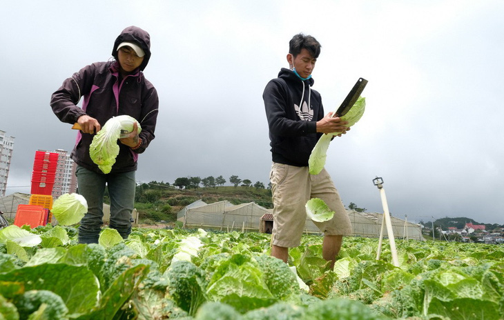 Rau Đà Lạt tăng giá, nguy cơ thiếu hụt vì mưa lũ - Ảnh 1.