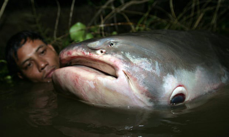 Con người sẽ không còn cơ hội thấy cá khổng lồ trên sông Mekong - Ảnh 1.