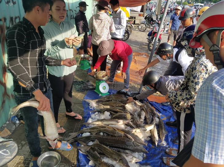 Tranh nhau mua cá tầm giải cứu trại cá Lâm Đồng trên vỉa hè TP.HCM - Ảnh 3.