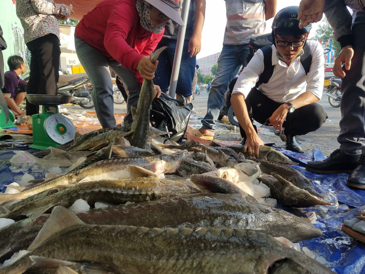 Tranh nhau mua cá tầm giải cứu trại cá Lâm Đồng trên vỉa hè TP.HCM - Ảnh 5.