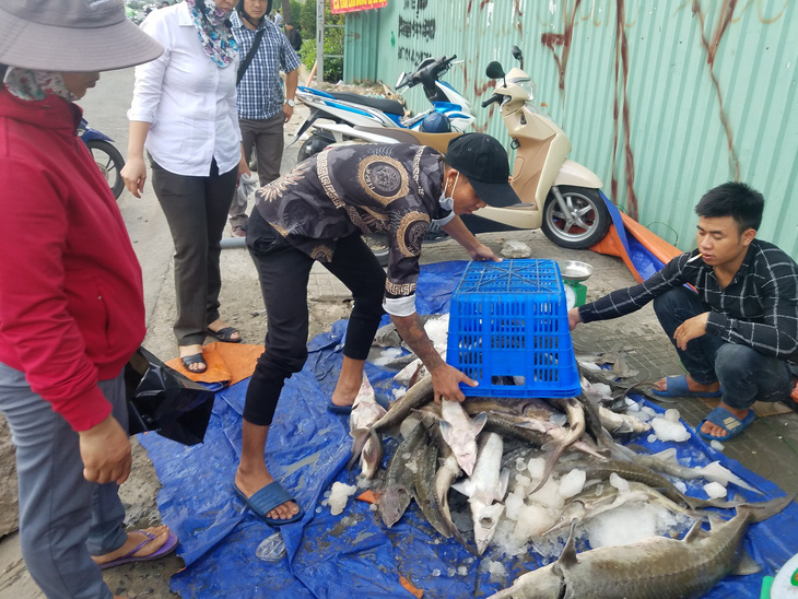 Tranh nhau mua cá tầm giải cứu trại cá Lâm Đồng trên vỉa hè TP.HCM - Ảnh 8.