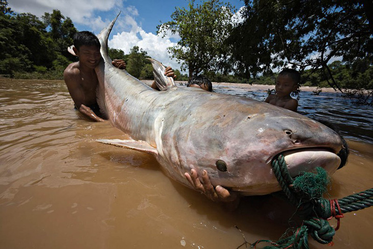 Con người sẽ không còn cơ hội thấy cá khổng lồ trên sông Mekong - Ảnh 3.