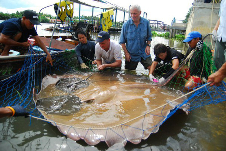 Con người sẽ không còn cơ hội thấy cá khổng lồ trên sông Mekong - Ảnh 4.