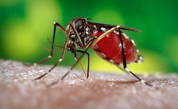 Bệnh mùa mưa nguy hiểm nhất do muỗi vằn gây ra - Ảnh 1.