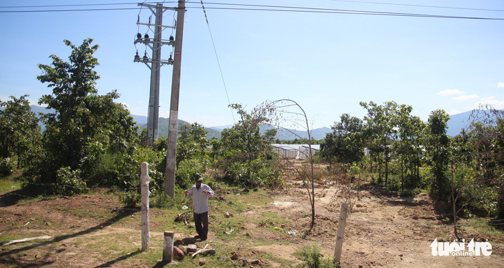 Có dấu hiệu hủy hoại rừng tại dự án làm điện mặt trời chui - Ảnh 1.