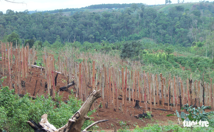 Vượt quy hoạch 100.000ha, hồ tiêu Việt Nam gặp khủng hoảng - Ảnh 4.