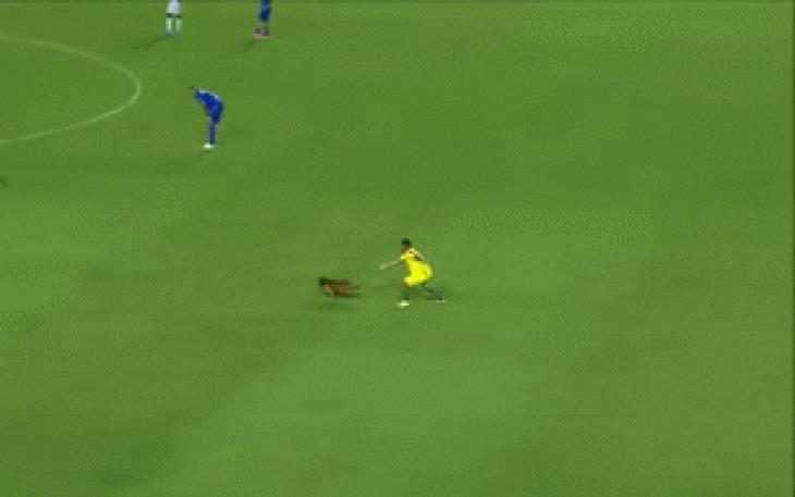 Video chú chó gây náo loạn trận đấu ở Giải vô địch bóng đá Brazil