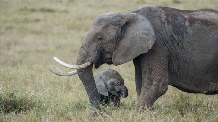 Cấm bán voi châu Phi sang các nước khác - Ảnh 1.