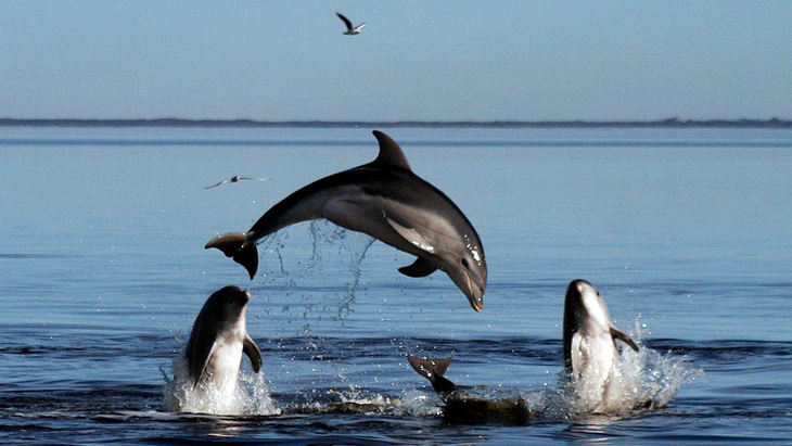 New Zealand cấm du khách bơi cùng cá heo mũi chai - Ảnh 1.