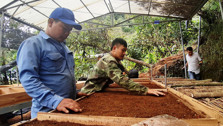 Những chàng trai ở vườn sâm Ngọc Linh - Ảnh 3.