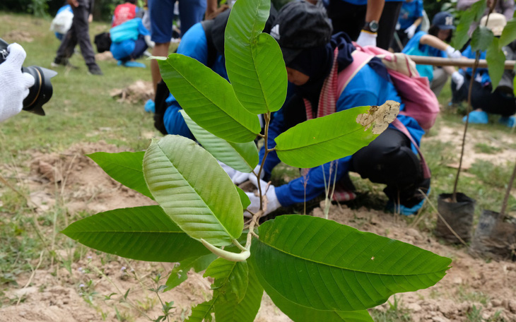 Sinh viên quốc tế trồng 500 cây xanh ở quần thể Angkor