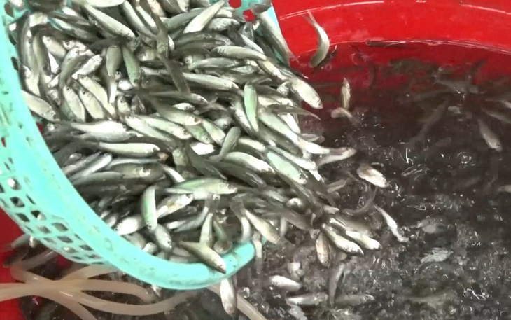 Video: Nhộn nhịp cá linh mùa nước nổi ở miền Tây