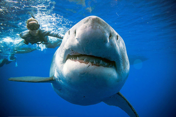Đại dương ra sao nếu cá mập tuyệt chủng? - Ảnh 1.