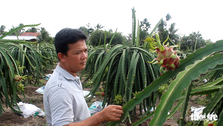 Việt Nam đứng đầu châu Á - Thái Bình Dương về sản lượng thanh long - Ảnh 2.