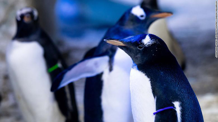 Vợ chồng chim cánh cụt đồng tính nhận con nuôi vô tính - Ảnh 1.