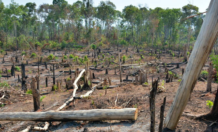 Phát hiện mất hơn 1.200 ha rừng ở Gia Lai - Ảnh 1.