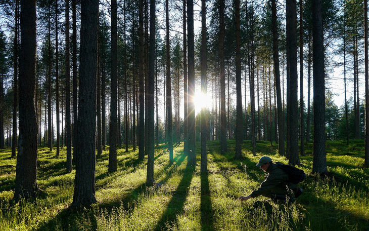 Trong một tối, dân Đan Mạch góp tiền trồng gần triệu cây xanh - Ảnh 1.