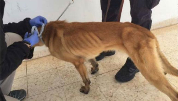 Mỹ phát hiện chó đặc nhiệm của Mỹ gửi Jordan bị bỏ đói trơ xương - Ảnh 2.