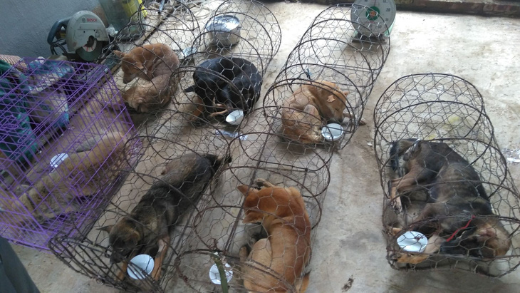 Liên minh bảo vệ chó châu Á chăm sóc đàn chó tạm giữ ở Công an Thanh Hóa - Ảnh 4.