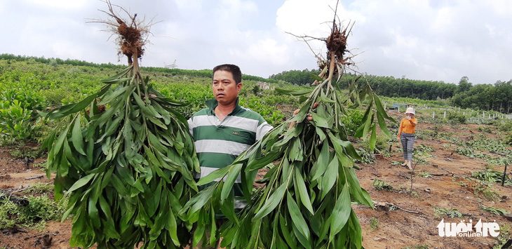 Hàng nghìn cây keo bị nhổ trơ gốc, chính quyền xã nói do nhầm tên - Ảnh 3.