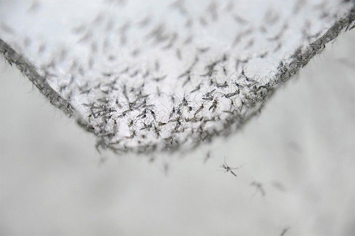 Sáng kiến đổi muỗi lấy gạo ngăn chặn bệnh dịch sốt xuất huyết tại Philippines - Ảnh 1.