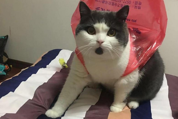 Củ Tỏi ngủm củ tỏi, doanh nhân 22 tuổi Trung Quốc chi 35.400 USD nhân bản mèo cưng - Ảnh 2.