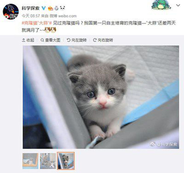 Củ Tỏi ngủm củ tỏi, doanh nhân 22 tuổi Trung Quốc chi 35.400 USD nhân bản mèo cưng - Ảnh 3.