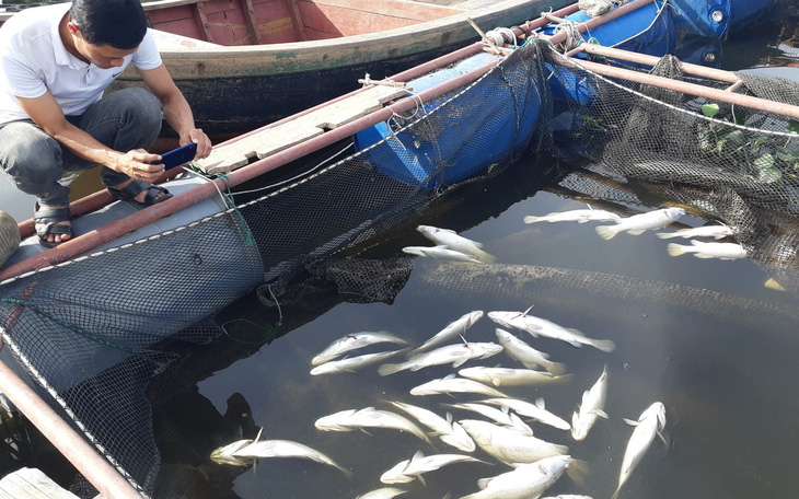 Cả trăm tấn cá nuôi chết trắng lồng ở Hà Tĩnh