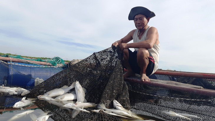 Cả trăm tấn cá nuôi chết trắng lồng ở Hà Tĩnh - Ảnh 2.