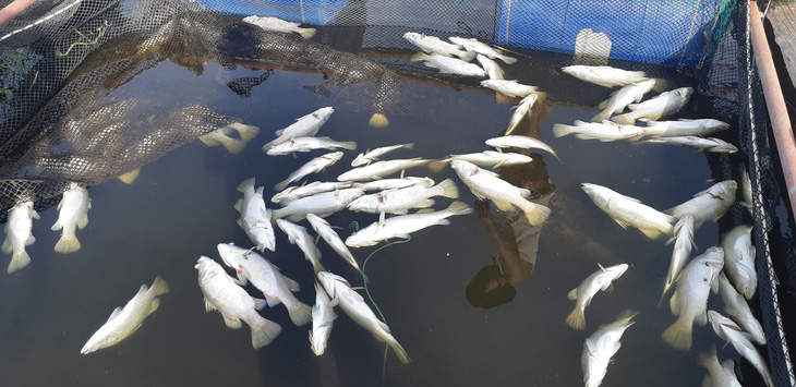 Cả trăm tấn cá nuôi chết trắng lồng ở Hà Tĩnh - Ảnh 3.