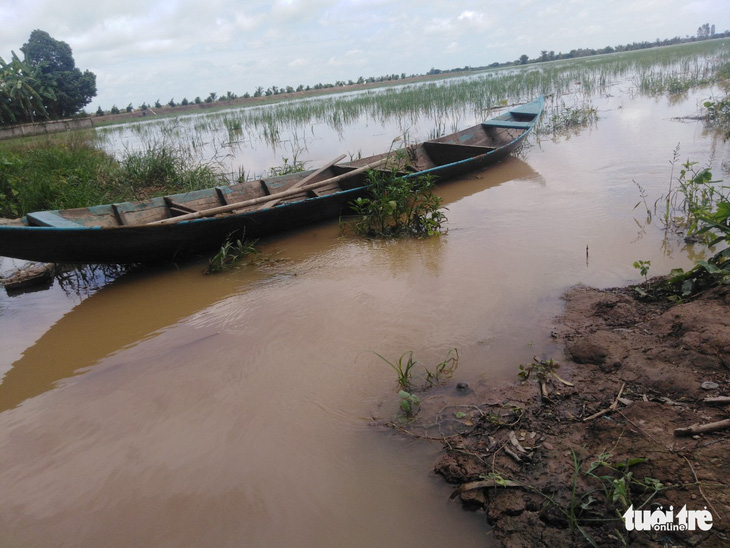 Giá cá linh còn 150.000đ-180.000đ/kg nhờ nước lũ lên cao - Ảnh 5.