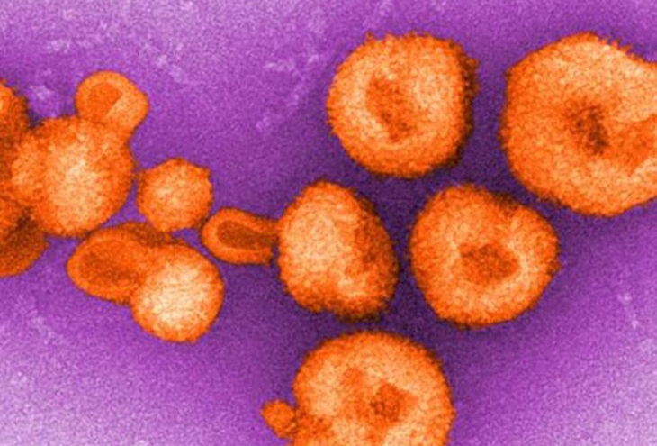 Phát triển mồi nhử giúp vô hiệu hóa virus lây từ động vật sang người - Ảnh 1.