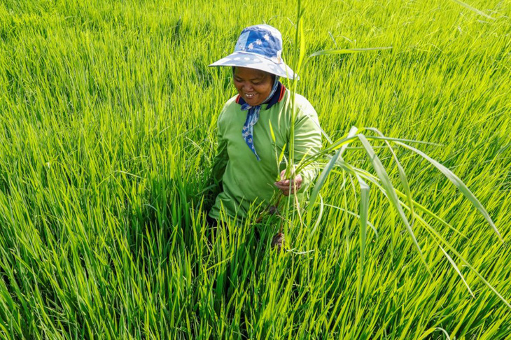 Hạn hán nghiêm trọng sẽ đẩy giá nông sản tăng cao tại Thái Lan - Ảnh 1.