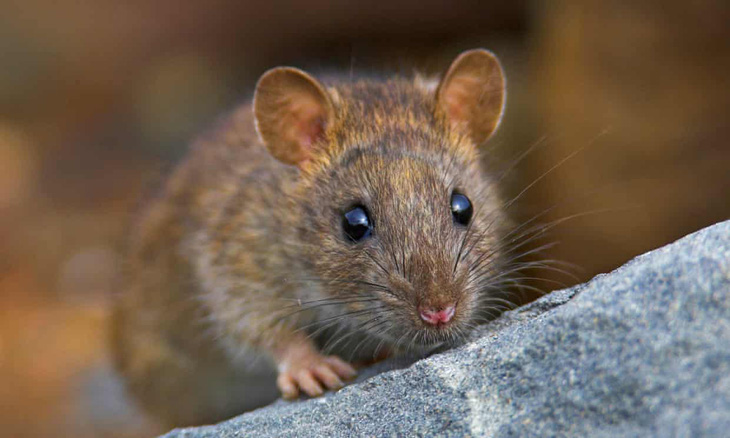 Nơi duy nhất trên thế giới ‘quét sạch’ loài chuột - Ảnh 1.